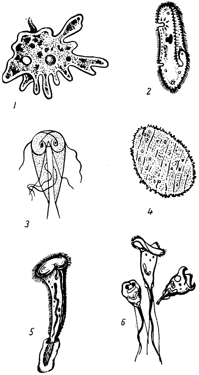 Рис. 1. Некоторые виды простейших: амеба; 2 - инфузория-туфелька; 3 - болезнетвор для человека инфузория - кишечная лямблия паразит лягушки, обитающий в ее кишечнике, - опалина; 5 - стентор; 6 - сувойка