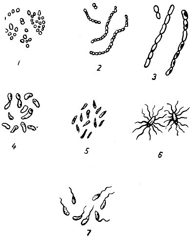 Рис. 3. Некоторые болезнетворные бактерии-возбудители: 1 - нагноений; 2 - рожи; 3 - сибирской язвы; 4 - дифтерии; 5 - туберкулеза; 6 - брюшного тифа; 7 - холеры