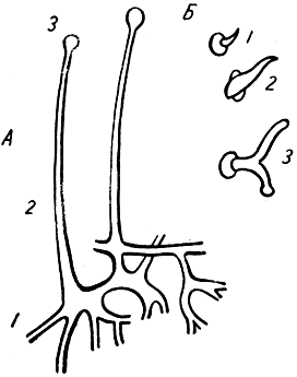 Рис. 5. Плесневый грибок, растущий на навозе: А - часть мицелия 1 с двумя воздушными гифами 2, оканчивающимися спорангиями 3; Б - споры 1, 2 и 3 (три стадии прорастания спор)