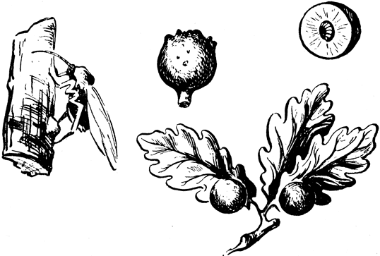 Рис. 30. Дубовая орехотворка: слева - самка орехотворки; на листьях видны два галла; наверху - галл