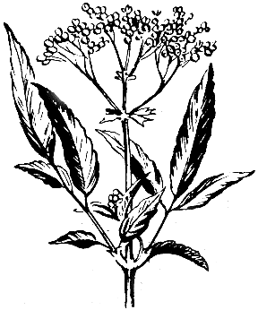Рис. 35. Травянистая бузина, или зеленник