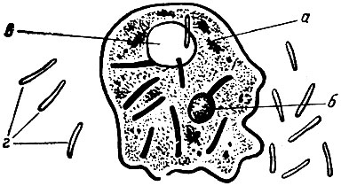 Рис. 40. Амеба, живущая среди бактерий; часть их поглощена: а - тело амебы, ее протоплазма; б - ядро амебы; в - вакуоль-пузырек, наполненный жидкостью; г - бактерии (рис. Мечникова)