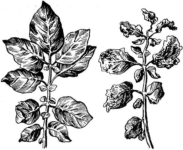 Рис. 43. Листья картофеля: слева - здоровый лист; справа - пораженный фитофторой