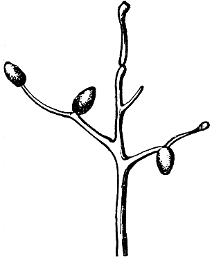 Рис. 44. Конидиеносец, или спорангиеносец. Видны шарообразные зооспоранги, или конидии, где образуются споры