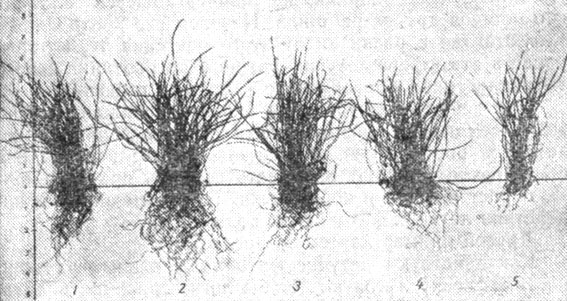 Рис. 52. Процент всхожести семян тимофеевки луговой и ее рост под влиянием летучих фитонцидов других растений (сфотографировано через 11 дней после начала опыта): 1 - контроль (98%); 2 - цмин (95%); 3 - очиток (99%); 4 - тимьян Палласа (82%); 5 - полынь (97%)