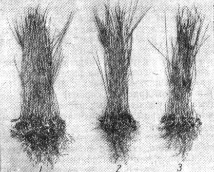 Рис. 54. Длина корней и побегов пшеницы в смешанных посевах с ячменем (средний рисунок) и овсом (правый рисунок): 1 - контроль; 2 - посев через зерно; 3 - посев через ряд