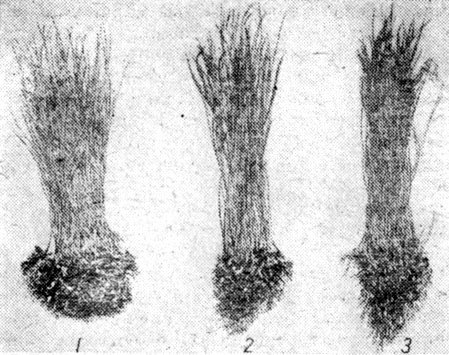Рис. 55. Ячмень в смешанных посевах с пшеницей (в центре) и с овсом (справа): 1 - контроль; 2 - посев через зерно; 3 - посев через ряд