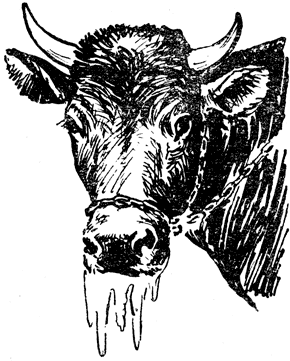 Рис. 72. Больная ящуром корова