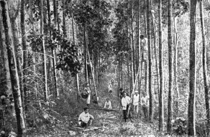 Сбор коры хинного дерева на плантации (остров Ява)