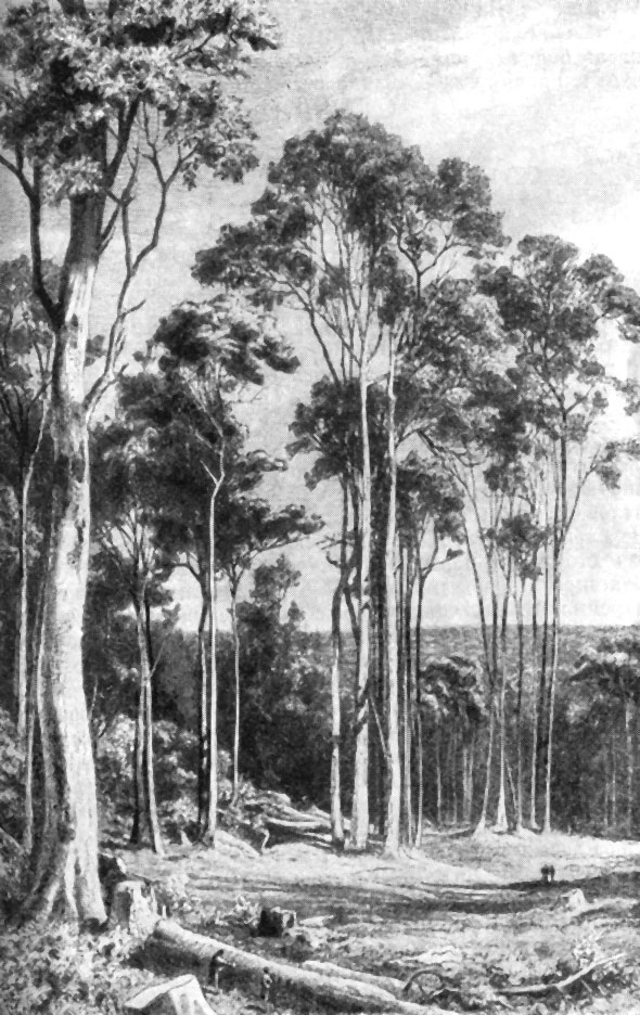 Эвкалиптовый лес в Австралии