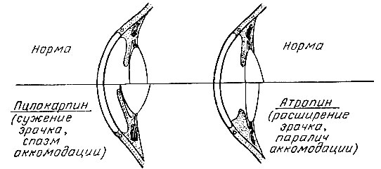 Рис. 9. Схема действия пилокарпина и атропина на глаз