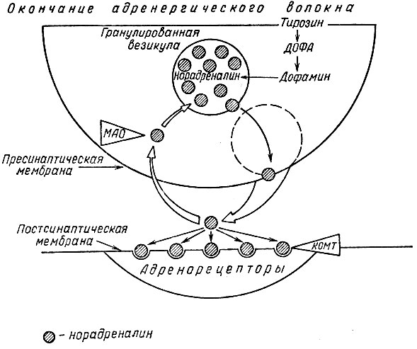 Рис. 10. Схема адренергического синапса. МАО - моноаминоксидаза; КОМТ - катехол-О-метилтрансфераза