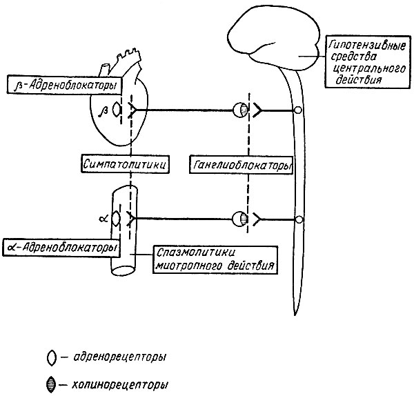 Рис. 21. Локализация действия нейро- и миотропных гипотензивных средств (схема симпатической иннервации сердца и сосудов)