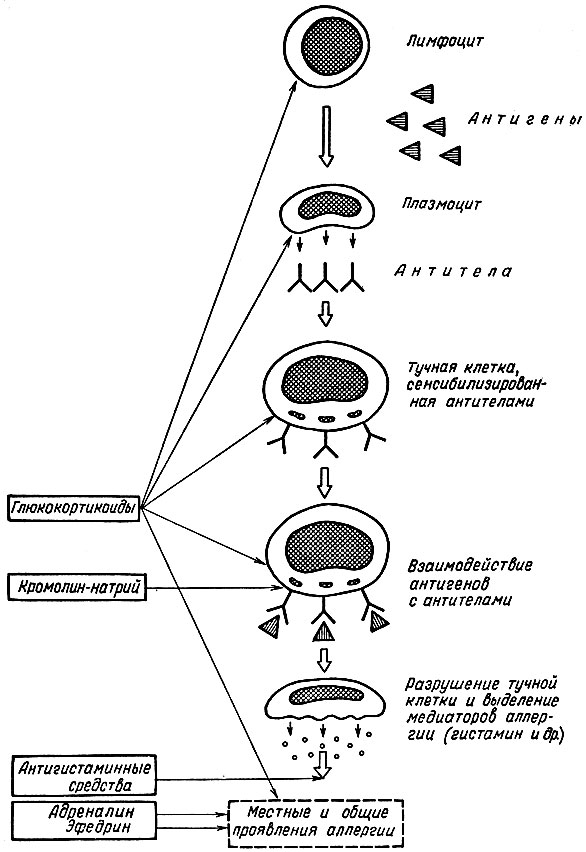 Рис. 27. Схема развития аллергической реакции и основная направленность действия противоаллергических средств