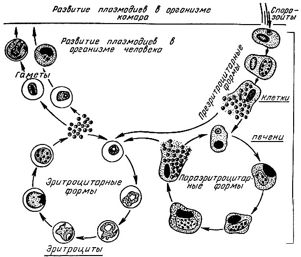 Рис. 31. Схема развития малярийного плазмодия в организме человека