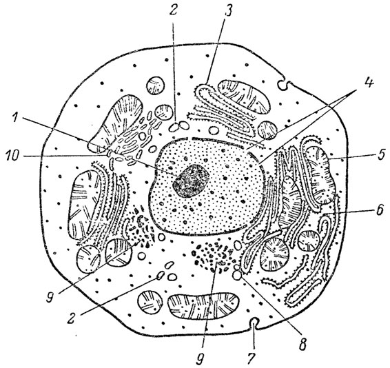 рис. 2. Схематическое изображение клетка печени (Парк, 1373). 1 - ядро; 2 - лизосомы; 3 - эндоплазматический ретикулум; 4 - поры в ядерной оболочке; 5 - митохондрии; 6 - шероховатый зндоплазматический ретикулум; 7 - инвагинации плазматической мембраны; 8 - вакуоли; 9 - верна гликогена; 10 - гладкий эндонлазматический ретикулум