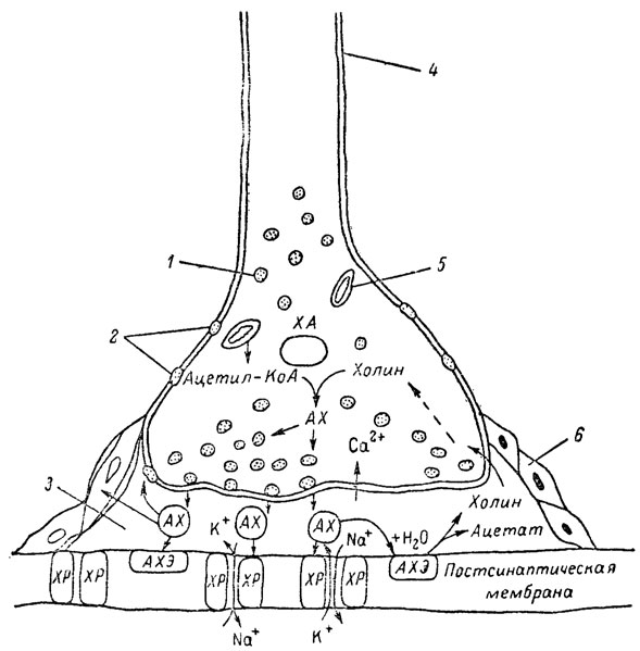 рис. 5. Основные структурные элементы и схема функционирования холинергического синапса (Голиков, Фишзон-Рысс, 1978). 1 - синаптические пузырьки; 2 - пресинаптические центры связывания ацетилхолина; 3 - синаптическая щель; 4 - миелиновая оболочка; 5 - митохондрии; 6 - шванновские клетки; ХР - холинорецептор; АХ - ацетил-холин; АХЭ - ацетилхолинэстераза; ХА - холинацетилаза