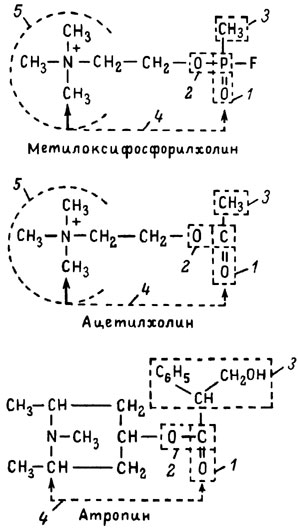 рис. 7. Химическое строение молекулы высокотоксичного ФОС, ацетилхолина и атропина (Gille, 19 71). 1 - двойная связь (С=0 или Р=0); 2 - эфирная связь; 3 - алкильная группа у Р- или С-атома; 4 - одинаковое расстояние между центрами действия; 5 - катионная головка молекулы