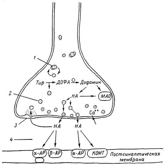 рис. 10. Основные структурные элементы и схема функционирования адренер гического синапса (Голяков, Фишзон-Рысс, 1978). 1 - гранулы депонирования норадреналина (НА); 2 - синаптические пузырьки; з - обратный захват НА; 4 - сипаптическая щель; КОМТ - кате-хол-орто-метилтрансфераза; МАО - моноаминоксидаза; ДОФА - диокси-фенилалашш; Тир - тирозин; α-АР и β-AP - α- и β-адренорецепторы
