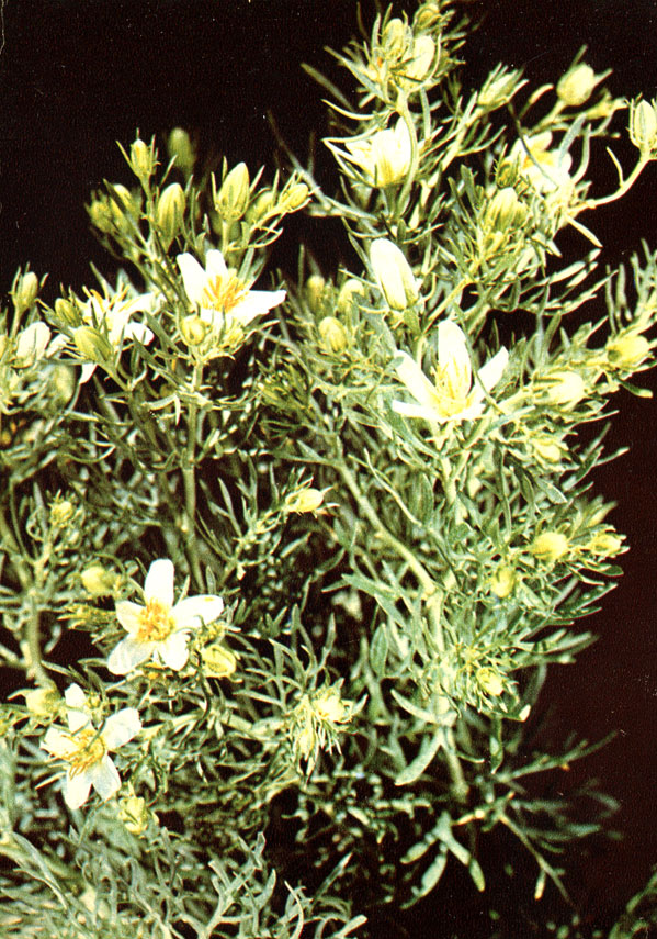 Гармала обыкновенная (могильник, адраспан) (Peganum harmala L.)