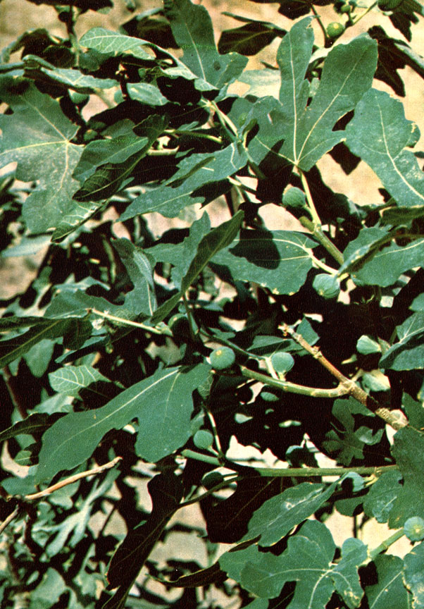 Смоковница обыкновенная (инжир, фиговое дерево; по-узбекски 'анжир') (Ficus carica L.)