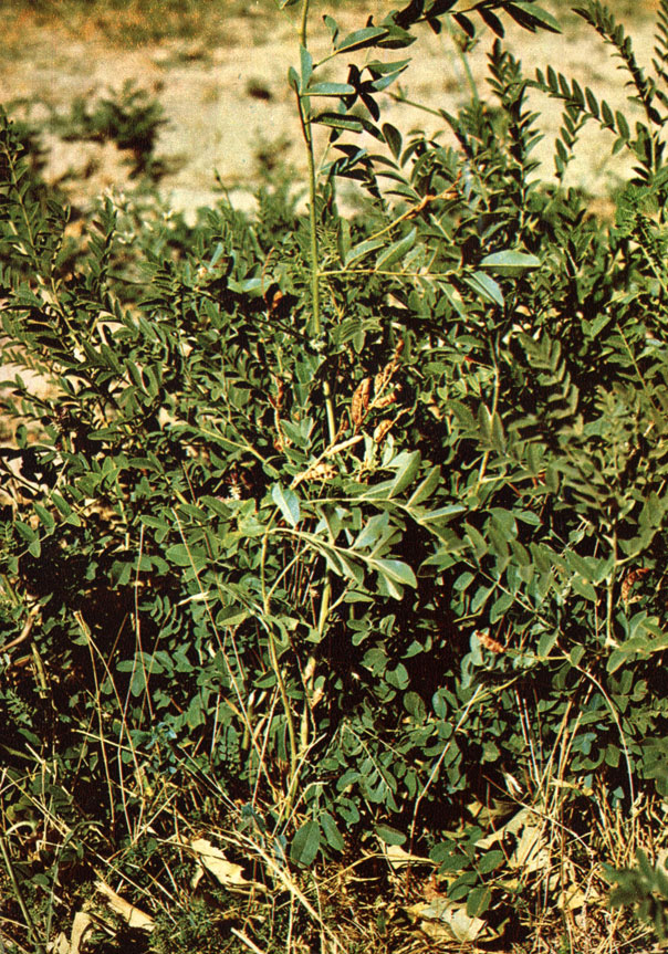 Солодка голая (солодка железистая, лакричник) (Glycyrrhiza glabra L.)