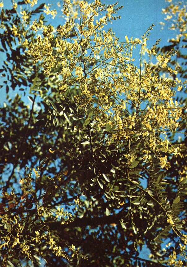 Софора японская (Sophora japonica L.)