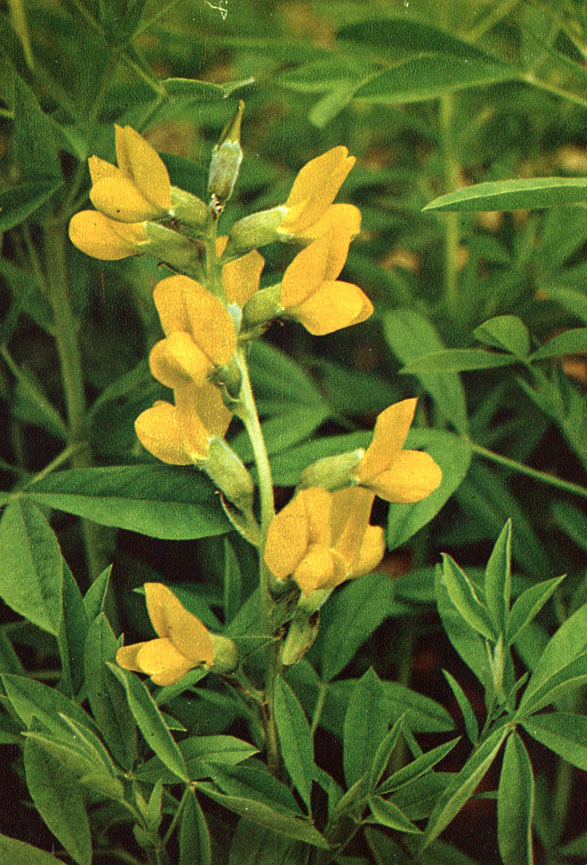 Термопсис очередноцветковый (афсонак) (Thermopsis alterniflora Regel et Schmalh.)