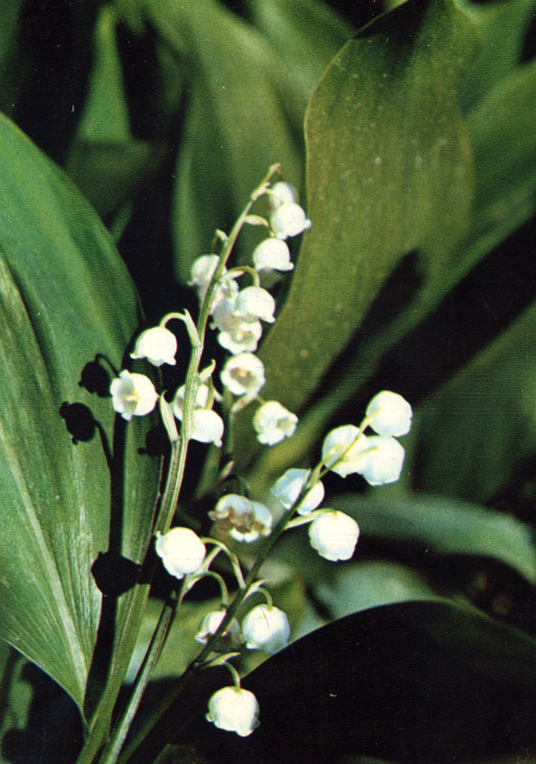 Ландыш майский - Convallaria majalis L