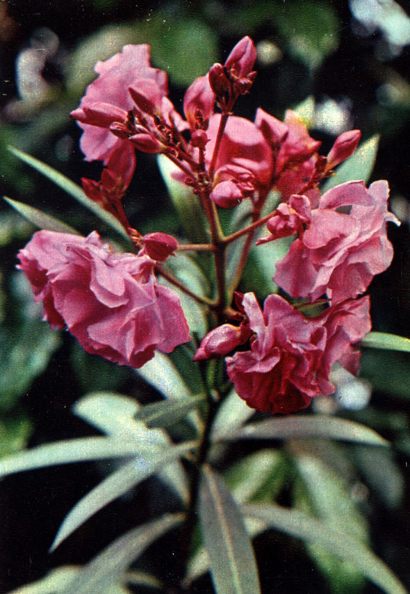 Олеандр обыкновенный - Nerium oleander L