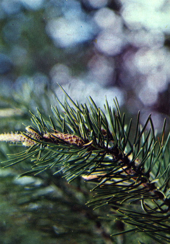 Сосна лесная (с обыкновенная) - Pinus silvestris L