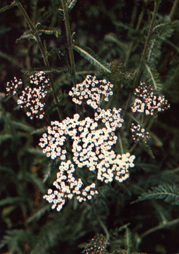 Тысячелистник обыкновенный (порезная трава, деревей, кровавник) - Achillea millefolium L