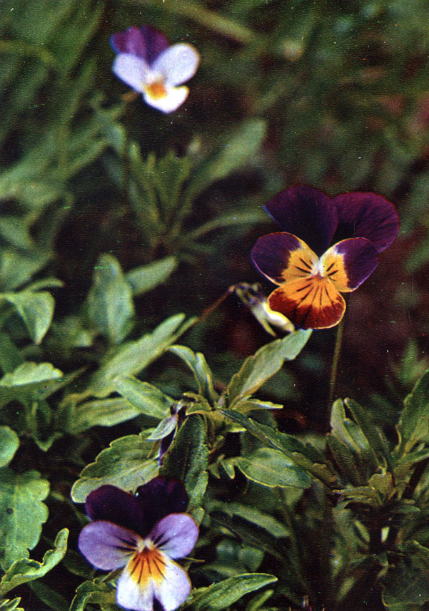 Фиалка трехцветная (анютины глазки) - Viola tricolor L