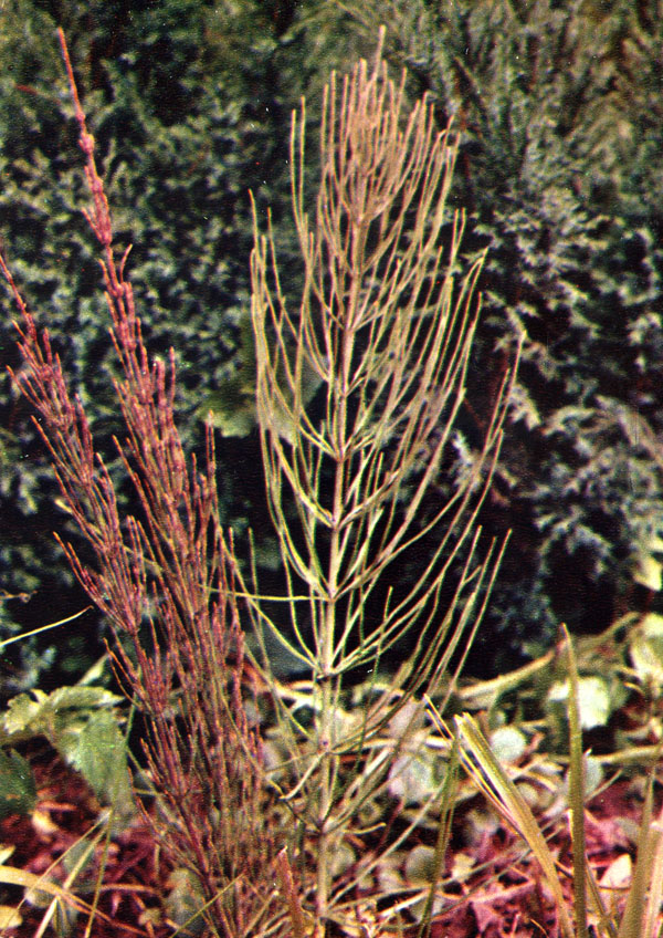 Хвощ полевой - Equisetum arvense L