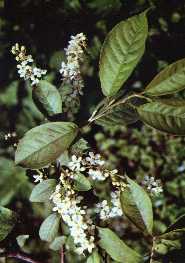   (. , ) - Padus racemosa / Lam / Gilib