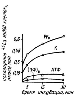 Рис. 2.2 Влияние Mg2+ - АТФ (10 мкМ). Mg2- РРн (10 мкМ) и Mg2+ (ПФ) (1 мкМ) на поглощение 45Са (1 мкМ) проростками Phituphthora infestans; К - контроль (Сысуев 1979)