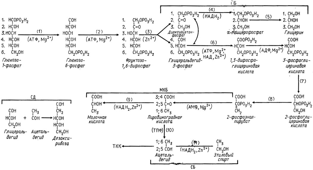 Рис. 3.1. Метаболизм глюкозы через путь ЭМП. Участвующие в цикле ЭМП энзимы: 1 - гексокиназа; 2 - фосфоглюкокиназа и глюкозофосфатизомераза; 3 - альдолза; 4 - диоксиацетонфосфатдегидрогеназа; 5 - глицерофосфатаза; 6 - глицеральдегид-3-фосфатдегидрогеназа; 7 - фосфоглицераткиназа; 8 - энолаза (фосфоэнолпируватгидратаза); 9 - козимаза; 10 - декарбоксилаза; 11 - козимаза. Кофакторы энзимов показаны в местах их действия. Распределение атомов углерода глюкозы обозначено порядковыми номерами