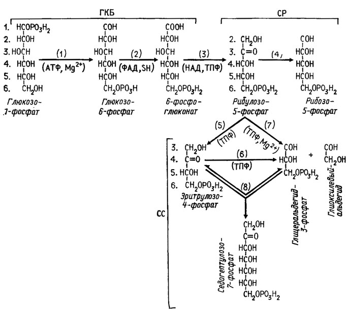 Рис. 3.2. Метаболизм глюкозы через путь ГМФ, или пентозный цикл. Участвующие в пути ГМФ энзимы: 1 - гексокииаза; 2 - глюкозофосфатоксидоредуктаза; 3 - фосфоглюкоиатдегидрогеиаза и декарбоксилаза; 4 - рибулозо-5-фосфатизомераза; 5 - рибулозо-5-фосфатдекарбоксилаза; 6 - эритрулозо-4-фосфатдекарбоксилаза; 7 - траискетолаза; 8 - траисальдолаза или траискетолаза. Распределение атомов углерода глюкозы обозначено порядковыми номерами