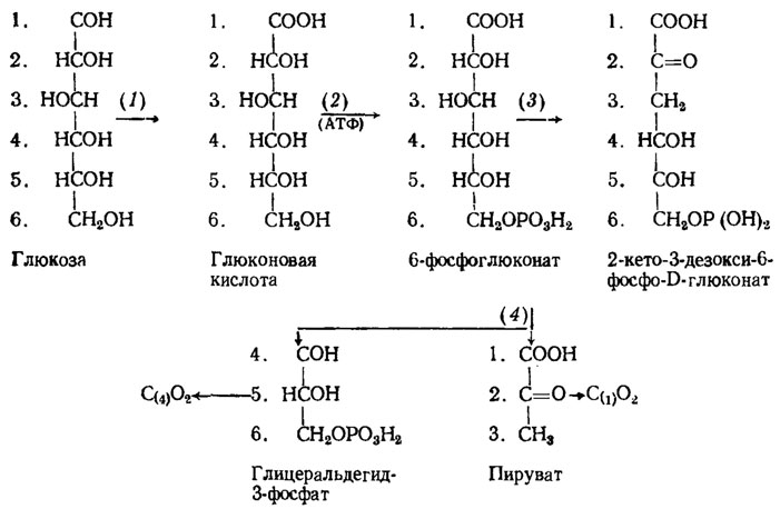 Рис. 3.3. Метаболизм глюкозы через путь ЭД и распределение в его продуктах атомов углерода этого моносахарида (обозначены порядковыми номерами). Участвующие в пути ЭД энзимы: 1 - глюкозооксидаза; 2 - глюконаткиназа; 3 - 5-фосфоглюконатдегидрогеназа; 4 - 2-кето-3-дезоксиглюконатальдолаза (Blumental, 1965)