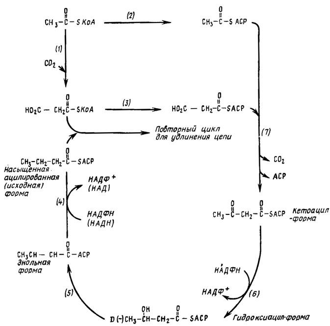 Рис. 3.9. Путь биосинтеза жирных кислот (Weete, 1980). SCoA - коэнзим А; SACP - переносящий ацильные группы протеин. Участвующие в синтезе жирных кислот энзимы: 1 - ацетил-КоА-карбоксилаза; 2 - ацетил-КоА-АСР-трансацилаза; 3 - малонил-КоА-трансацилаза; 4 - эноил-АСР-редуктаза; 5 - 3-гидрокси-АСР-дегидраза; 6 - 3-кетоацил-АСР-редуктаза; 7 - кетоацил-АСР-синтетаза