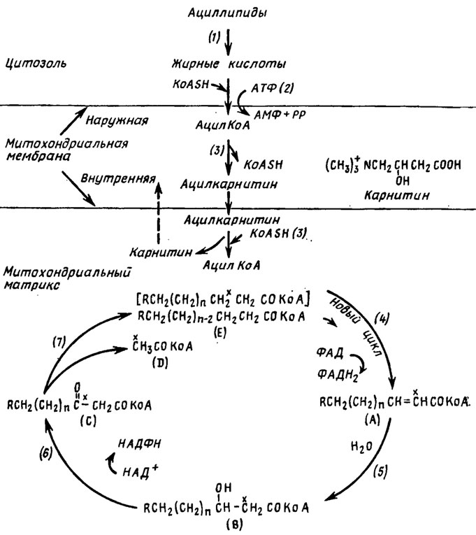 Рис. 3.10. Транспорт ацнльных еднннц через мнтохондриальную мембрану и в-окисление жирных кислот (по Weete, 1980). Промежуточные продукты: (А) - транс-Д2-ацил-КоА; (В) - L(+)-в-гидроксиацил-КоА; (С) - в-кетоацил-КоА; (D) - ацетил-КоА; (Е) - ацил-КоА. Участвующие в транспорте энзимы: 1 - липаза; 2 - ацнлтнокнназа; 3 - ацил-КоА-карнитинтрансацилаза; 4 - ацилдегидрогеназа; 5 - эноилгндратаза; 6 - 3-гидроксиацилдегндрогеназа; 7 - 3-кетоацилтиолаза