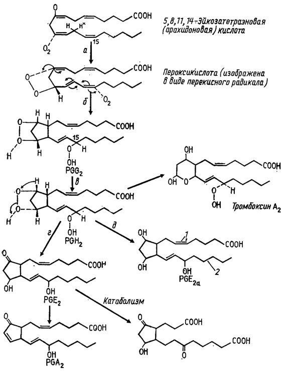 Рис. 3.11. Биосинтез простагландинов и некоторые реакции их распада: а - реакция сходная с действием липооксигеназы, в ходе которой происходит отщепление протона (Н+) у С-13; б - формирование простагландина G2; в, г, д - формирование соответственно простагландинов Н2, Е2 и Е2а; д - восстановительное расщепление перекиси. Стрелки при PGE2a: 1 - в простагландинах ряда 1 эта двойная связь отсутствует; 2 - в простагландинах ряда 3 присутствует еще одна двойная связь (Мецлер, 1980)