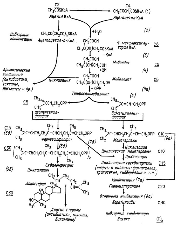 Рис. 3.12. Схема обмена терпенов (Miller, 1961), модифицированная и дополненная применительно к грибам