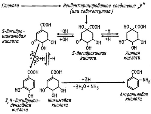Рис. 3.14. Биосинтез ароматических соединений через шикимовую кислоту, изученный с помощью мутантов Neurospora crassa (Miller, 1961)