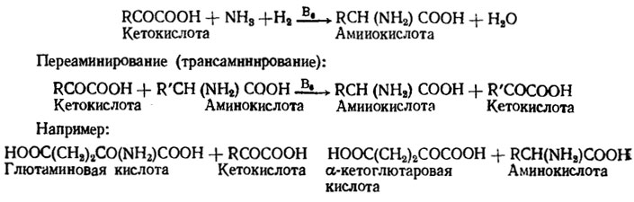 Рис. 4.3. Схема процессов синтеза аминокислот у грибов и переаминирования