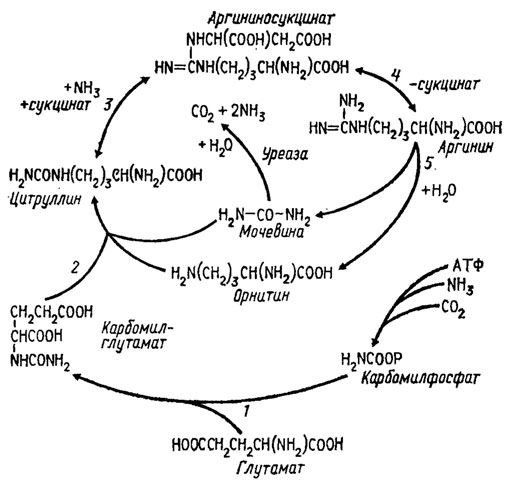 Рис. 4.6. Схема процесса биосинтеза аргинина и образования мочевины
