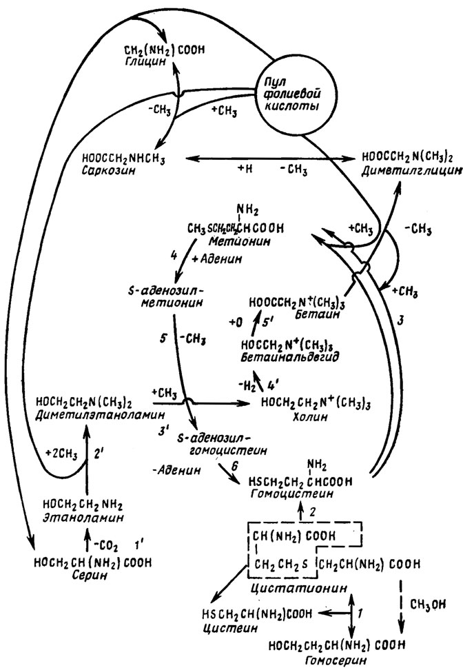 Рис. 4.7. Биосинтез аминов и холина при участии системы трансметилирования