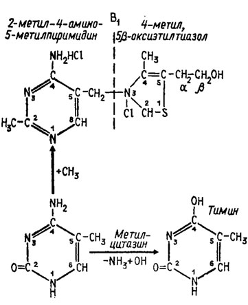 Рис. 5.1. Путь биосинтеза и структура витамина B1 (тиамина)