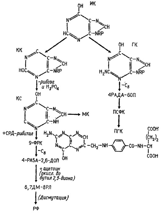 Рис. 5.3. Схема процесса биосинтеза птеридиновых и флавиновых соединений (Jezewska, 1963); ИК - ииозиновая кислота; КК - ксантиловая кислота; ГК - гуаниловая кислота; КС - ксантии; МК - мочевая кислота; 9-ФРК - 9-фосфорибитилксаитин; RP - рибозофосфат; 4-РА5А-2,6-ДОП - 4-рибитиламино-5-амино-2,6-диоксипиримидии; 6,7-ДМ-8РЛ - 6,7-диметил-8-рибитиллюмазии; РФ - рибофлавин; 4-РАДА-6ОП - 4-рибозиламино-2,5-диамиио-6-оксипиримидии; ПСФК - птеридиновая система фолиевой кислоты; ПГК - птероилглютаминовая (фолиевая) кислота