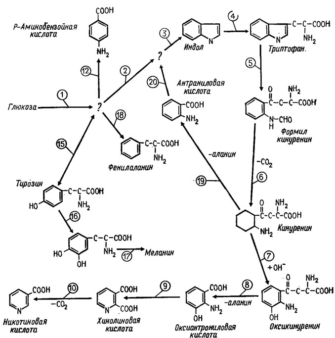 Рис. 5.5. Пути биосинтеза никотиновой и парааминобензойной кислот, построенные на основе исследований над дефицитными по этому обмену мутантами Neurospora crassa